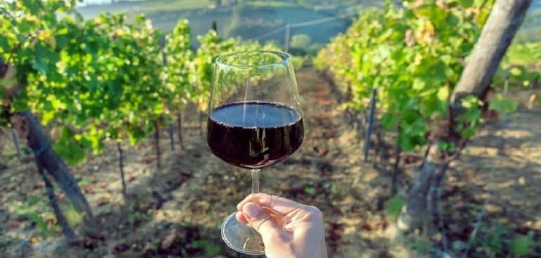 Região vinícola de Emilia-Romagna – Vinhos saborosos e muitas iguarias Foto: Pixabay